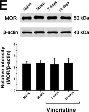 Fig.2.E showing Western Blotting in a Rattus norvegicus (Rat) sample from the publication: Spinal changes of a newly isolated neuropeptide endomorphin-2 concomitant with vincristine-induced allodynia.