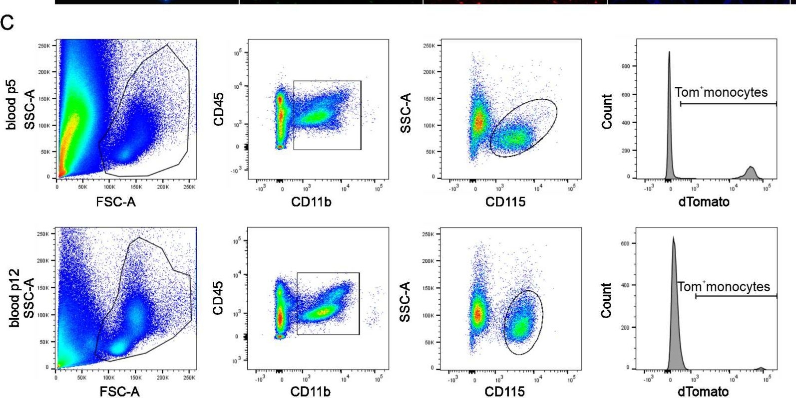 Fig.1.C showing Flow cytometry/Cell sorting in a Mus musculus (House mouse) sample from the publication: Transcriptional and Distributional Profiling of Microglia in Retinal Angiomatous Proliferation.