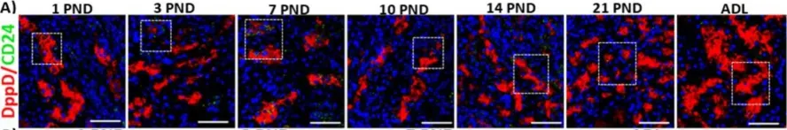 Fig.6.A showing Immunohistochemistry in a Rattus norvegicus (Rat) sample from the publication: Characterization of the pattern of expression of Gas1 in the kidney during postnatal development in the rat.