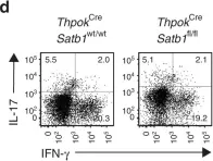 Fig.1.D showing Flow cytometry/Cell sorting in a Mus musculus (House mouse) sample from the publication: Satb1 regulates the effector program of encephalitogenic tissue Th17 cells in chronic inflammation.