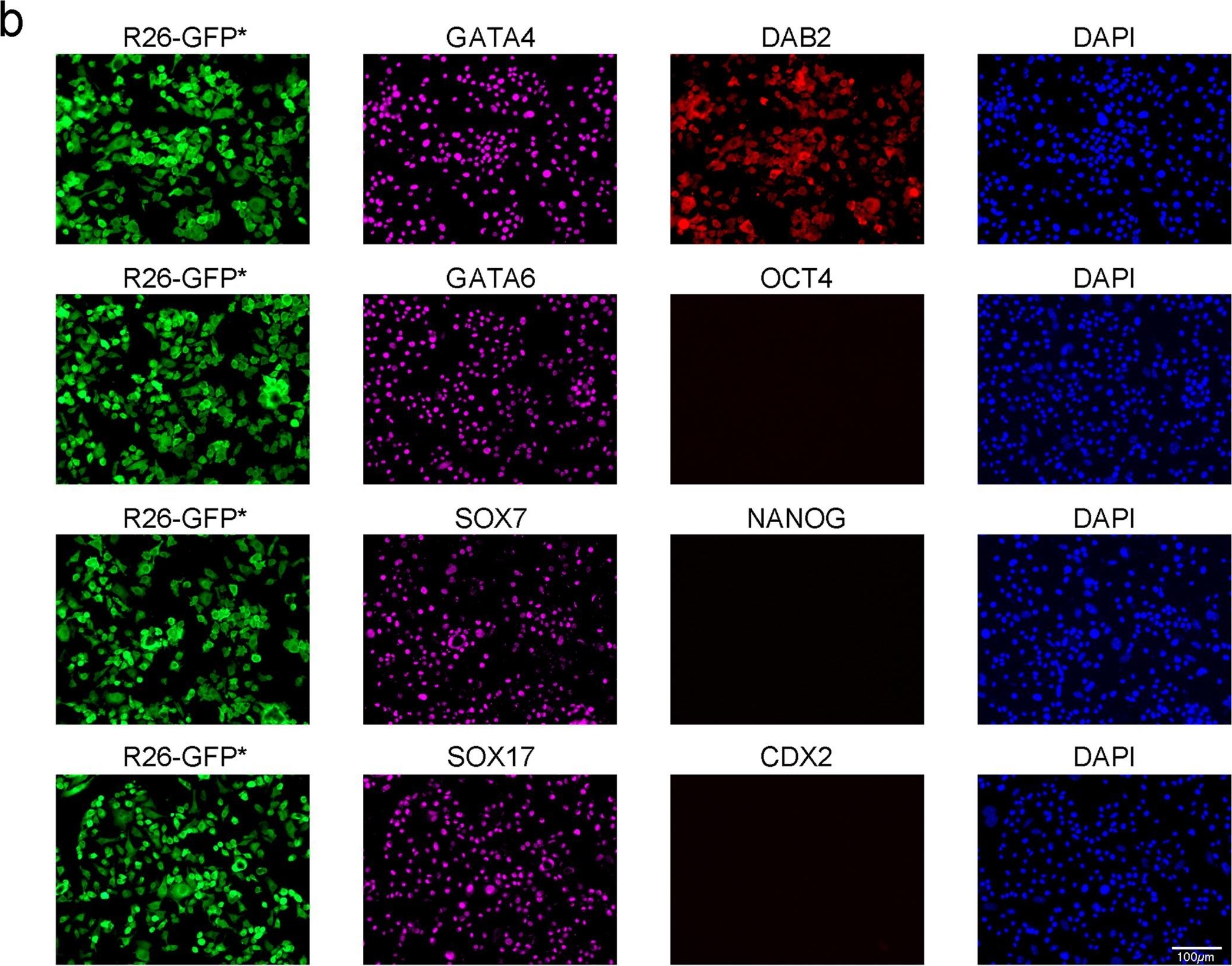 CDX2 antibodies - Antibody search engine - CiteAb