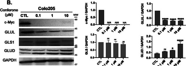 Fig.4.B showing Western Blotting from the publication: Inhibitory Activity of Conferone on FAK Activity and Glutamine Metabolism in Human Colorectal Cancer.