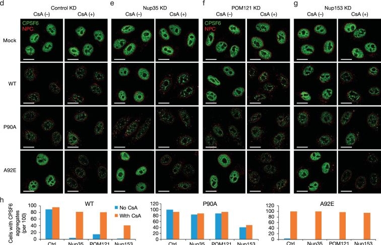 Fig.3.D showing Immunocytochemistry-immunofluorescence in a HIV sample from the publication: The HIV-1 capsid core is an opportunistic nuclear import receptor.