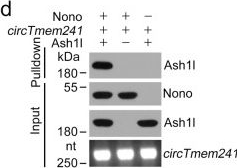 Fig.6.D showing Western Blotting from the publication: Circular RNA circTmem241 drives group III innate lymphoid cell differentiation via initiation of Elk3 transcription.