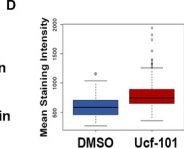 Fig.5.D from the publication: A new function for the serine protease HtrA2 in controlling radiation-induced senescence in cancer cells.