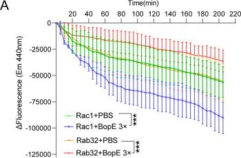 Fig.5.A from the publication: Burkholderia pseudomallei BopE suppresses the Rab32-dependent defense pathway to promote its intracellular replication and virulence.