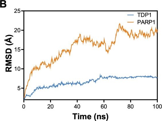 Fig.1.B from the publication: Identifying potential binding sites for complex formation between Tyrosyl-DNA phosphodiesterase 1 and poly [ADP-ribose] polymerase 1.