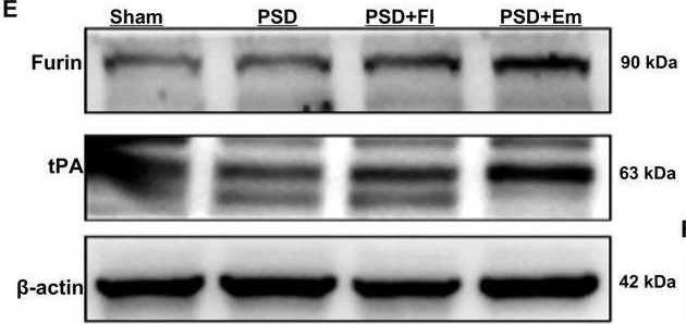 Fig.11.E showing Western Blotting in a Rattus norvegicus (Rat) sample from the publication: Elucidating the Mechanism of Emodin in Treating Post-Stroke Depression Through Network Pharmacology and Animal Experiments.