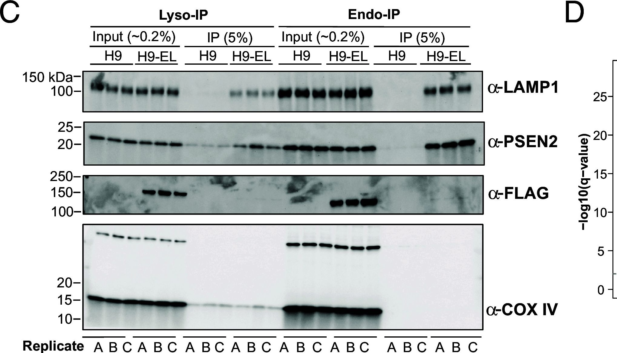 Fig.1.C showing Western Blotting in a Homo sapiens (Human) sample from the publication: Endo-IP and lyso-IP toolkit for endolysosomal profiling of human-induced neurons.
