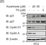 Fig.4.D showing Western Blotting from the publication: Kurarinone from Sophora Flavescens Roots Triggers ATF4 Activation and Cytostatic Effects Through PERK Phosphorylation.
