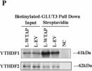 Fig.8.P showing Western Blotting from the publication: Helicobacter pylori infection aggravates hepatic steatosis by lactylation-driven WTAP-mediated m6A modification.