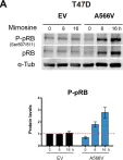 Fig.7.A showing Western Blotting in a Homo sapiens (Human) sample from the publication: Mutation of SPINOPHILIN (PPP1R9B) found in human tumors promotes the tumorigenic and stemness properties of cells.