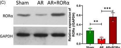 Fig.9.C showing Western Blotting in a Mus musculus (House mouse) sample from the publication: RORα overexpression reduced interleukin-33 expression and prevented mast cell degranulation and inflammation by inducing autophagy in allergic rhinitis.