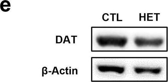 DAT antibodies - Antibody search engine - CiteAb