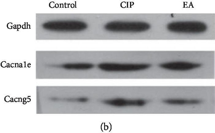 Fig.6.B showing Western Blotting in a Rattus norvegicus (Rat) sample from the publication: Electroacupuncture Alleviates Experimental Chronic Inflammatory Pain by Inhibiting Calcium Voltage-Gated Channel-Mediated Inflammation.