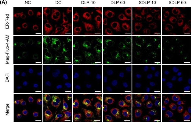 Fig.5.A showing Immunocytochemistry-immunofluorescence from the publication: Sulfated Laminarin Polysaccharides Reduce the Adhesion of Nano-COM Crystals to Renal Epithelial Cells by Inhibiting Oxidative and Endoplasmic Reticulum Stress.