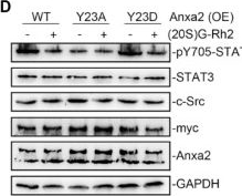 Fig.5.D showing Western Blotting in a Homo sapiens (Human) sample from the publication: (20S) Ginsenoside Rh2 Inhibits STAT3/VEGF Signaling by Targeting Annexin A2.