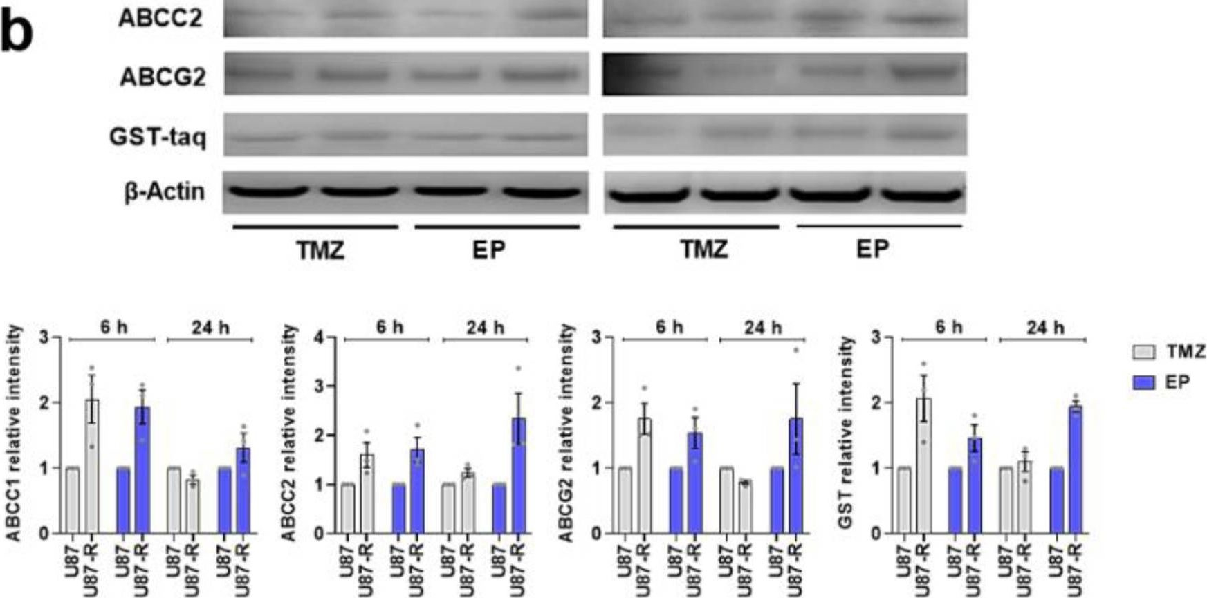 Fig.4.B showing Western Blotting from the publication: Antineoplastic multi-drug chemotherapy to sensitize tumors triggers multi-drug resistance and inhibits efficiency of maintenance treatment inglioblastoma cells.