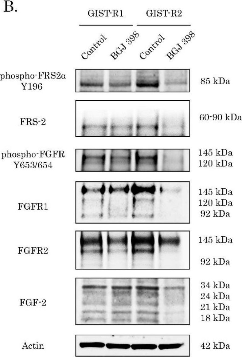 Fig.8.B showing Western Blotting in a Homo sapiens (Human) sample from the publication: Unraveling the Mechanisms of Sensitivity to Anti-FGF Therapies in Imatinib-Resistant Gastrointestinal Stromal Tumors (GIST) Lacking Secondary KIT Mutations.