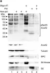 Fig.4.B showing Western Blotting in a Rattus norvegicus (Rat) sample from the publication: Post-translational modifications of Annexin A2 are linked to its association with perinuclear nonpolysomal mRNP complexes.