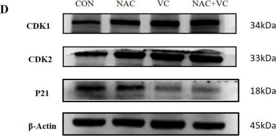 Fig.3.D showing Western Blotting in a Bos taurus (Bovine) sample from the publication: Vitamin C and N-acetylcysteine promote bovine adipose-derived mesenchymal stem cell proliferation and differentiation via Akt/mTOR/P70S6K signalling pathway for cultured meat production.