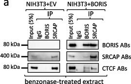 Fig.5.A showing Western Blotting from the publication: BORIS/CTCFL epigenetically reprograms clustered CTCF binding sites into alternative transcriptional start sites.