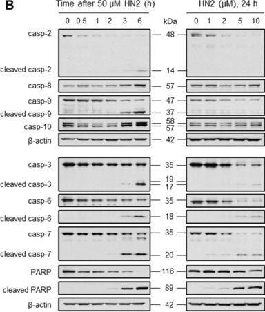 Fig.6.B showing Western Blotting from the publication: Nitrogen Mustard Disrupts Bioenergetics and Activates Oxidative Stress-Induced Cell Death Pathways in Human Keratinocytes.