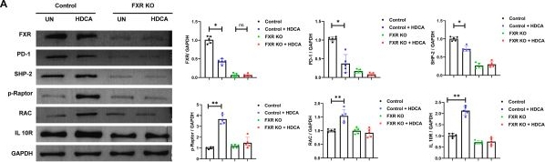 Fig.2.A showing Western Blotting in a Mus musculus (House mouse) sample from the publication: Hyodeoxycholic acid attenuates atherosclerosis by antagonizing FXR and modulating the PD-1/mTORC1 signaling axis.