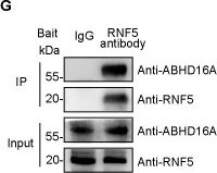 Fig.1.G showing Western Blotting from the publication: Swine RNF5 positively regulates the antiviral activity of IFITM1 by mediating the degradation of ABHD16A.