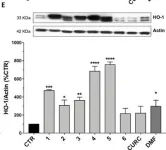 Fig.3.E showing Western Blotting in a Homo sapiens (Human) sample from the publication: Modulation of Keap1/Nrf2/ARE Signaling Pathway by Curcuma- and Garlic-Derived Hybrids.