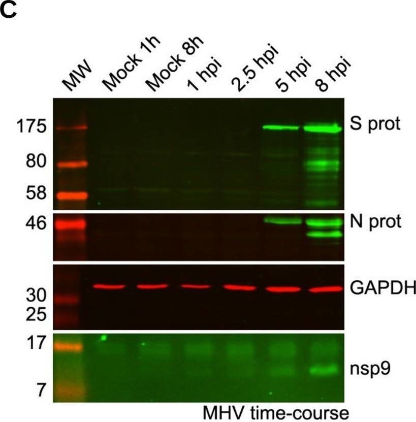 Fig.3.C showing Western Blotting from the publication: High-Resolution Analysis of Coronavirus Gene Expression by RNA Sequencing and Ribosome Profiling.