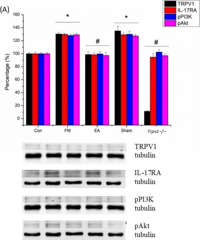 Fig.8.A showing Western Blotting in a Mus musculus (House mouse) sample from the publication: Electroacupuncture Reduced Fibromyalgia-Pain-like Behavior through Inactivating Transient Receptor Potential V1 and Interleukin-17 in Intermittent Cold Stress Mice Model.