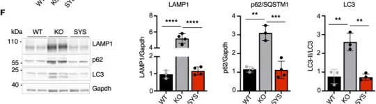 Fig.9.F showing Western Blotting from the publication: AAV-mediated delivery of secreted acid α-glucosidase with enhanced uptake corrects neuromuscular pathology in Pompe mice.
