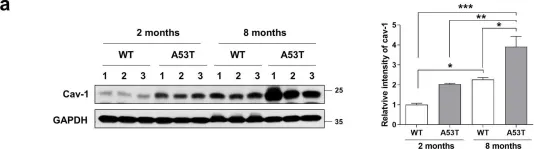 Fig.1.A showing Western Blotting from the publication: Age-related increase in caveolin-1 expression facilitates cell-to-cell transmission of α-synuclein in neurons.
