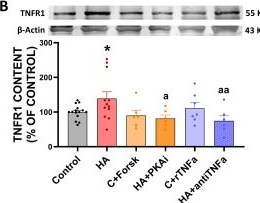 Fig.10.B showing Western Blotting from the publication: Hyperammonemia increases the release of pathological extracellular vesicles from monocytes by impairing lysosomal function and autophagy through the TNFα-cAMP-PKA-LC3 pathway.