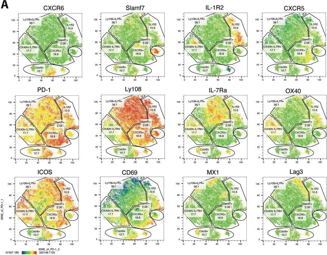 Fig.2.A showing Flow cytometry/Cell sorting in a Mus musculus (House mouse) sample from the publication: Delineating the transcriptional landscape and clonal diversity of virus-specific CD4+ T cells during chronic viral infection.