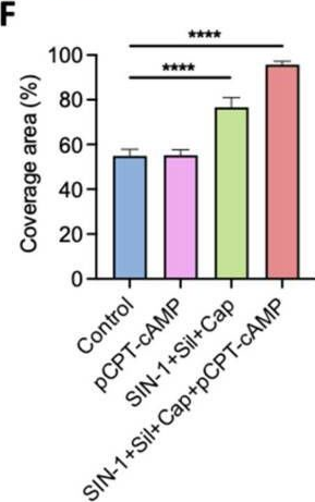Fig.4.F from the publication: Combined Pharmacological Conditioning of Endothelial Cells for Improved Vascular Graft Endothelialization.