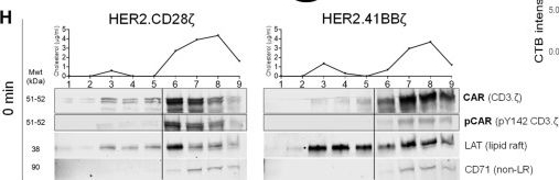 Fig.3.H showing Western Blotting in a Homo sapiens (Human) sample from the publication: Molecular dynamics at immune synapse lipid rafts influence the cytolytic behavior of CAR T cells.