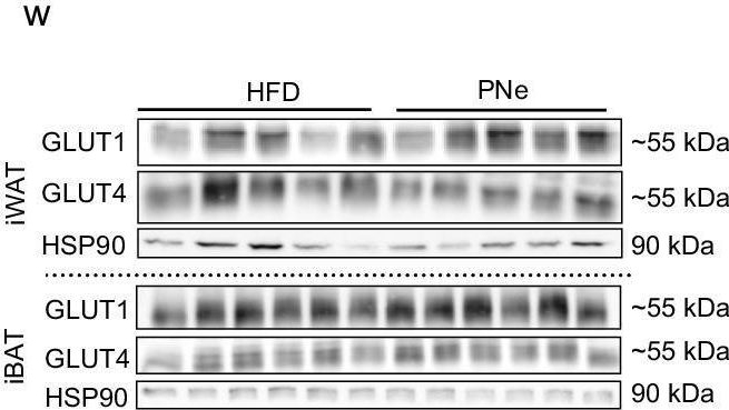 Fig.2.W showing Western Blotting from the publication: Genkwanin glycosides are major active compounds in Phaleria nisidai extract mediating improved glucose homeostasis by stimulating glucose uptake into adipose tissues.