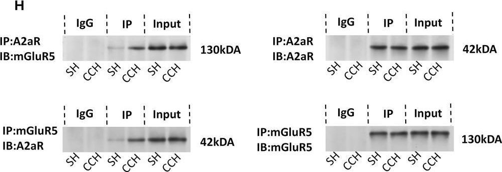 Fig.3.H showing Western Blotting in a Rattus norvegicus (Rat) sample from the publication: The Dual Role of A2aR in Neuroinflammation: Modulating Microglial Polarization in White Matter Lesions.