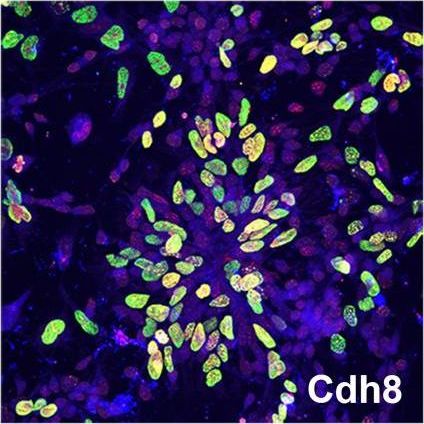 Cadherin 8 regulates proliferation of cortical interneuron progenitors.