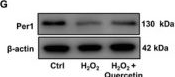 Fig.3.G showing Western Blotting in a Rattus norvegicus (Rat) sample from the publication: Quercetin-Loaded Bioglass Injectable Hydrogel Promotes m6A Alteration of Per1 to Alleviate Oxidative Stress for Periodontal Bone Defects.
