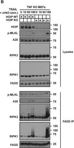 Fig.4.B showing Western Blotting in a Homo sapiens (Human) sample from the publication: The linear ubiquitin chain assembly complex regulates TRAIL-induced gene activation and cell death.
