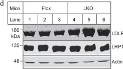 Fig.4.D showing Western Blotting from the publication: Membrane type 1 matrix metalloproteinase promotes LDL receptor shedding and accelerates the development of atherosclerosis.
