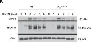 Fig.4.B showing Western Blotting from the publication: G-protein Gα13 functions as a cytoskeletal and mitochondrial regulator to restrain osteoclast function.