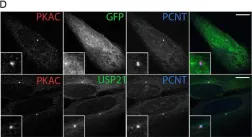 Fig.6.D showing Immunocytochemistry-immunofluorescence from the publication: The centrosomal deubiquitylase USP21 regulates Gli1 transcriptional activity and stability.