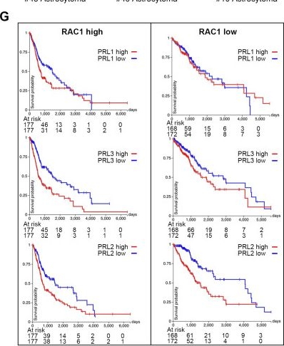 Fig.6.G showing Flow cytometry/Cell sorting from the publication: PRL1 and PRL3 promote macropinocytosis via its lipid phosphatase activity.