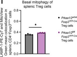 Fig.5.I from the publication: AMPK is necessary for Treg functional adaptation to microenvironmental stress during malignancy and viral pneumonia.