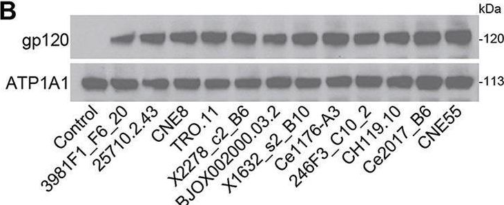 Fig.2.B showing Western Blotting from the publication: CD4+ T Cell-Mimicking Nanoparticles Broadly Neutralize HIV-1 and Suppress Viral Replication through Autophagy.