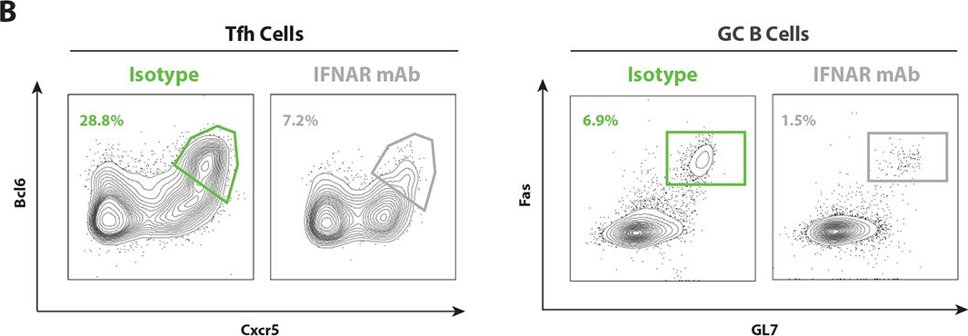 Fig.1.B showing Flow cytometry/Cell sorting in a Mus musculus (House mouse) sample from the publication: Distinct components of mRNA vaccines cooperate to instruct efficient germinal center responses.